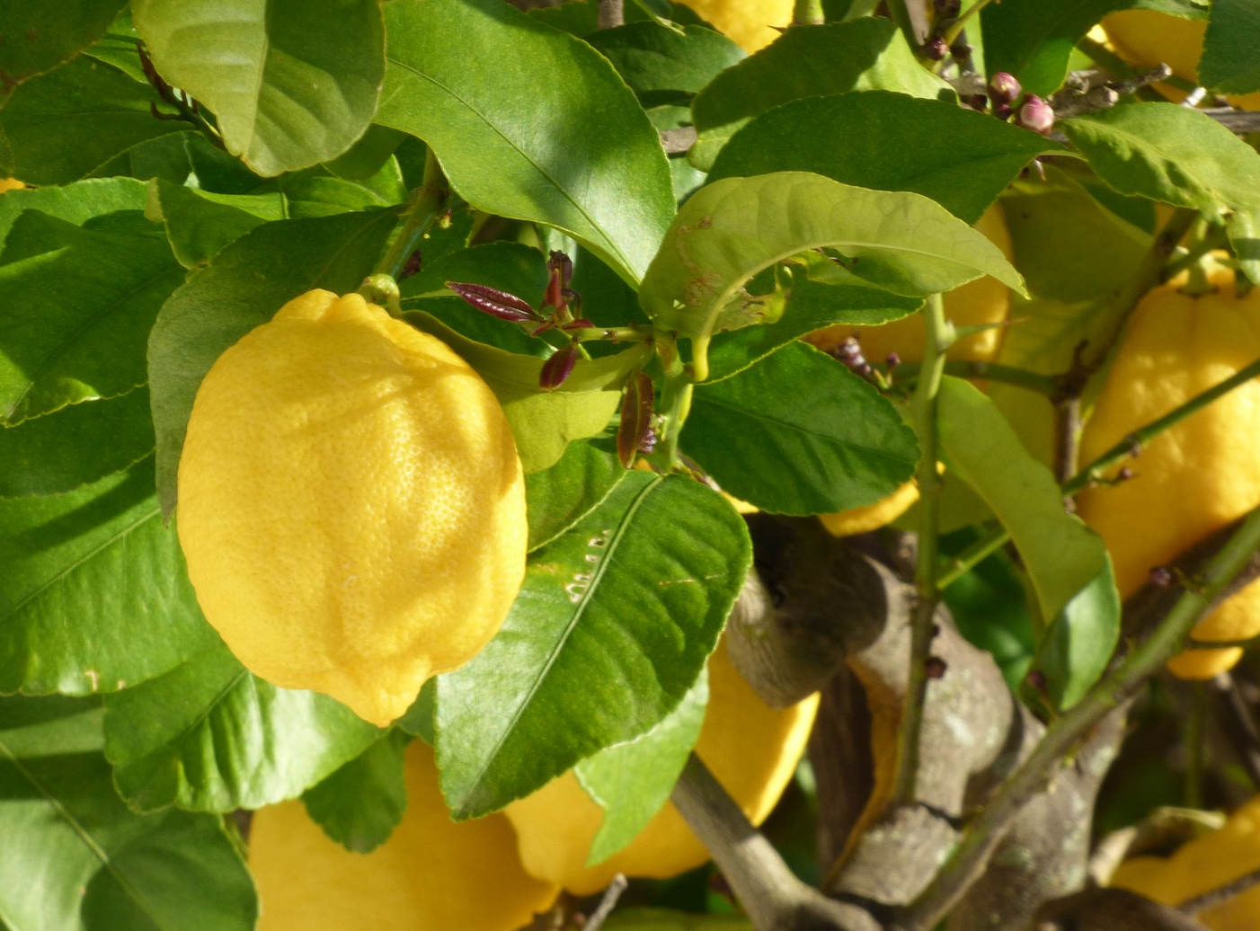 Lemon tree2